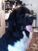 Превью фото № 148422