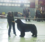 Превью фото № 148429