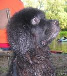 Превью фото № 14844