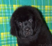 Превью фото № 148440