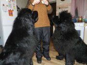 Превью фото № 148457