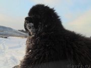 Превью фото № 148460