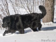 Превью фото № 148481