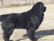 Превью фото № 148495