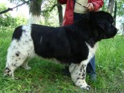 Превью фото № 148508