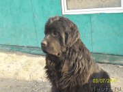 Превью фото № 148514