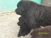 Превью фото № 148534