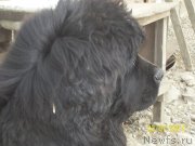 Превью фото № 148536