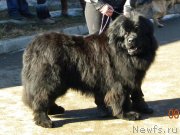 Превью фото № 148603