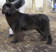 Превью фото № 148764