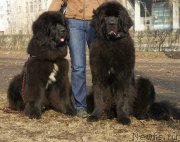 Превью фото № 148767