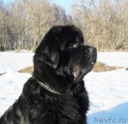 Превью фото № 148789