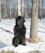 Превью фото № 148791