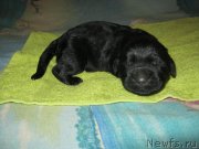 Превью фото № 148800