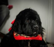 Превью фото № 148829