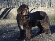 Превью фото № 148897