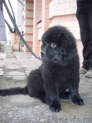 Превью фото № 148930