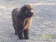 Превью фото № 148956