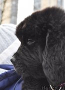 Превью фото № 148963