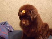 Превью фото № 149039