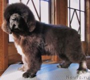 Превью фото № 149081