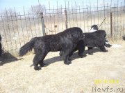 Превью фото № 149101