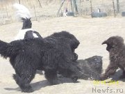 Превью фото № 149102