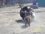 Превью фото № 149103