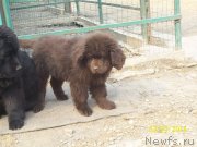 Превью фото № 149109