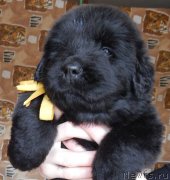 Превью фото № 149264