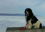 Превью фото № 149307