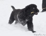 Превью фото № 149309