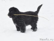 Превью фото № 149310