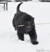 Превью фото № 149311