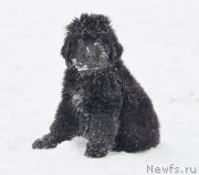 Превью фото № 149315