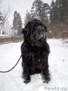 Превью фото № 149371