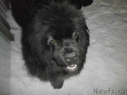 Превью фото № 149401