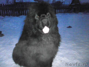 Превью фото № 149403