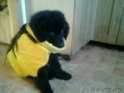 Превью фото № 149408