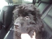 Превью фото № 149411