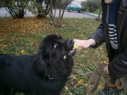 Превью фото № 149468