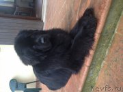 Превью фото № 149648