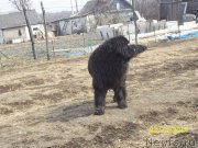 Превью фото № 149666