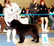 Превью фото № 149673