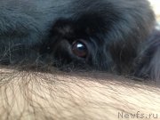 Превью фото № 149676