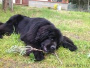 Превью фото № 149754