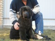 Превью фото № 149788