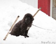 Превью фото № 149856