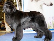 Превью фото № 149890