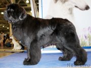 Превью фото № 149891